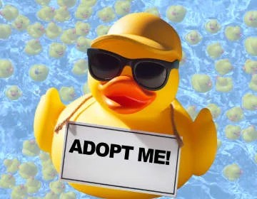 yellow rubber duck with sunglasses and hat with an Adopt Me sign around its neck
